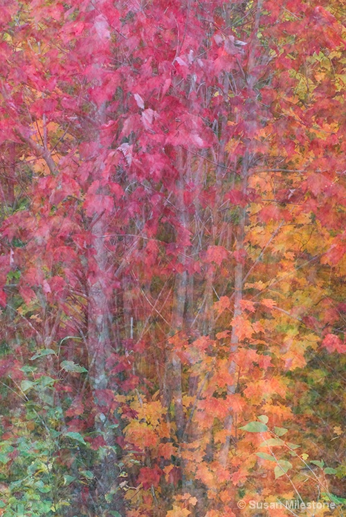 Fall Trees Multiple Exposure & Image Overlay