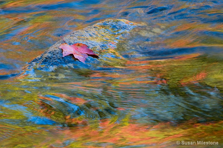 Red Leaf Fall Water Reflection