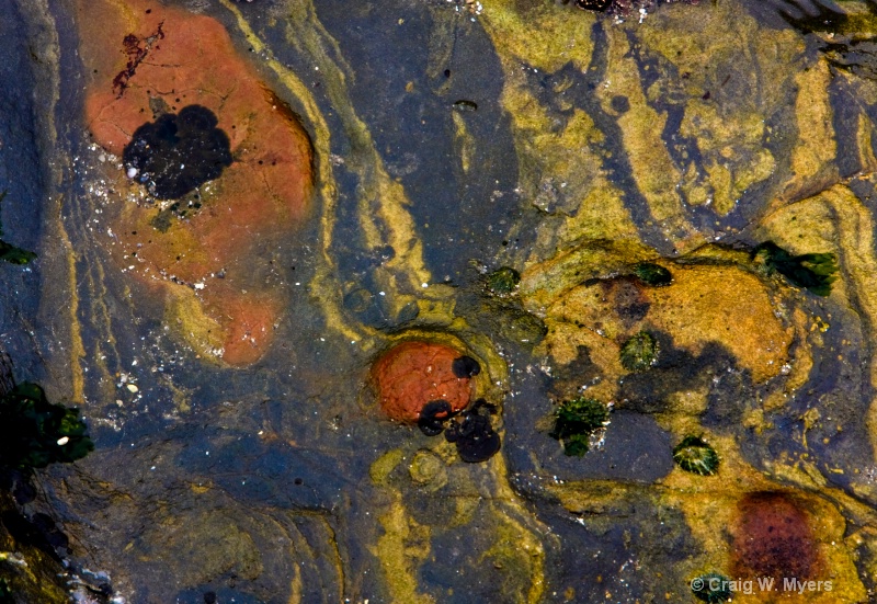 Tidepool Abstract