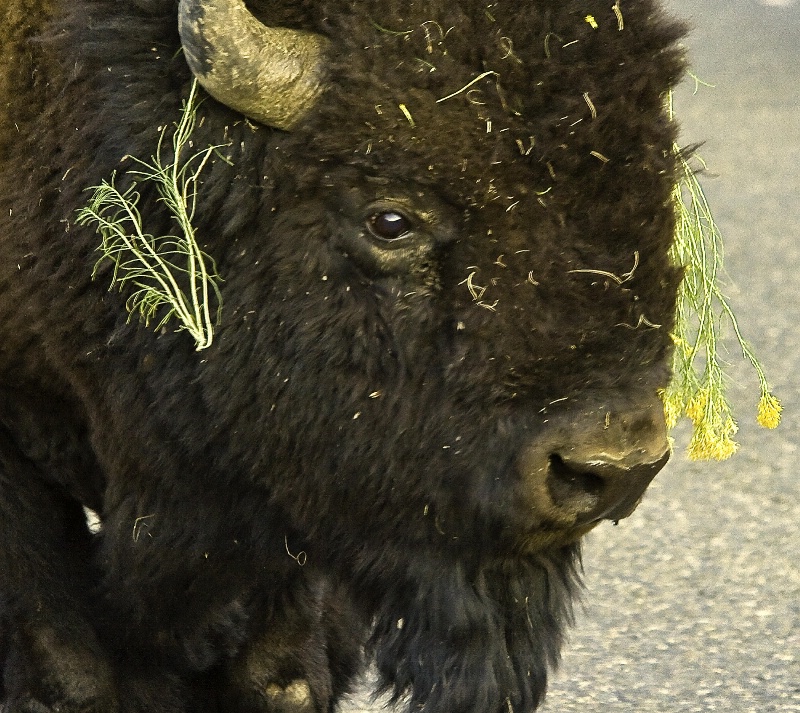 Adorned Bison