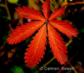 Red Leaf 1