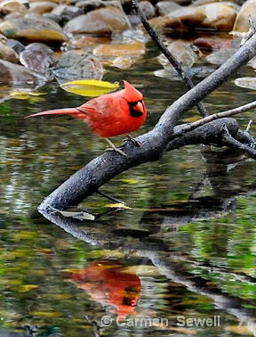 Cardinal reflection