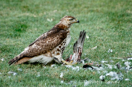 Juvenile Broad Shouldered Hawk with Prey 1