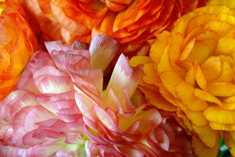 Ranunculus Bouquet