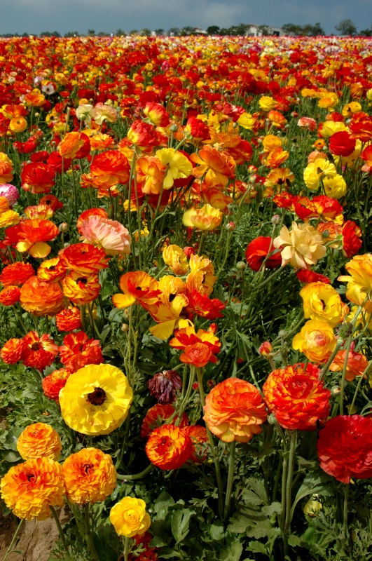 Multi-colored Ranunculus