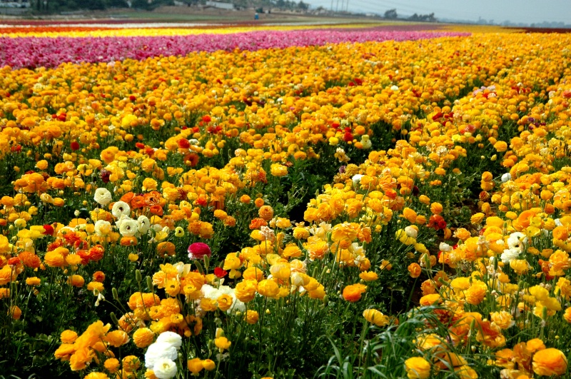 Yellow Ranunculus