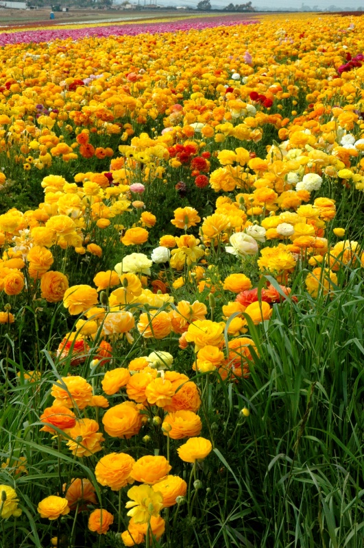 Yellow Ranunculus