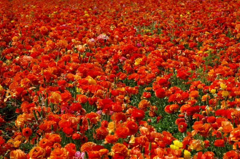 Red Ranunculus