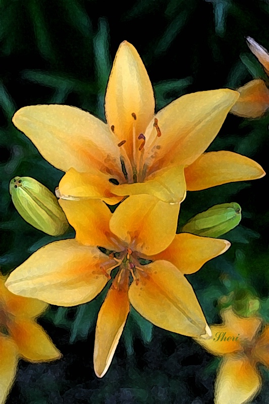 Lily Photo Art