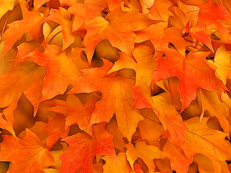 Autumn Canopy