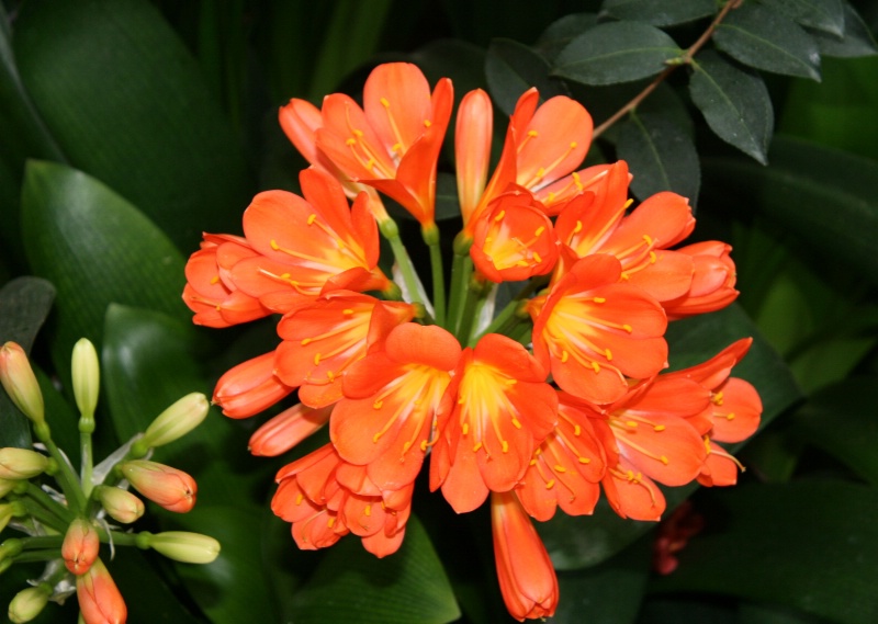 Karl's favorite - Orange flower