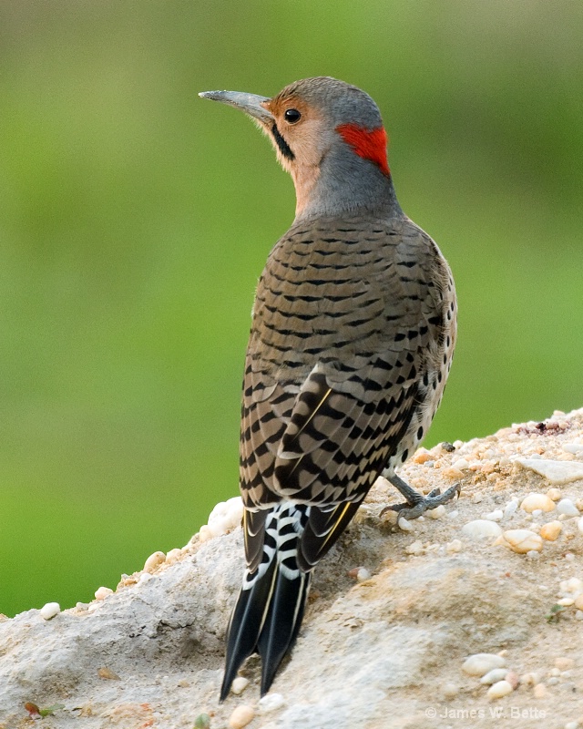 Northern "Yellow Shafted" Flicker