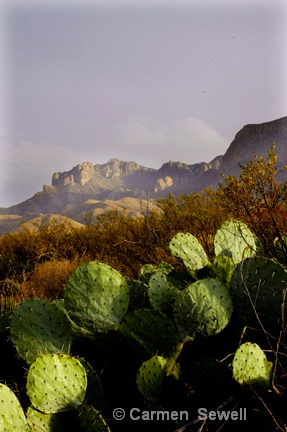 Big Bend Landscape