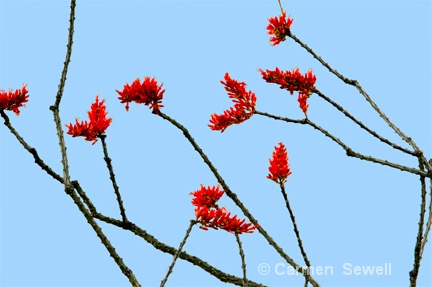 Ocotillo Cactus in Bloom