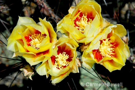 Prickly Pear Blooms