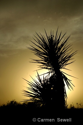 Yucca Silhouette