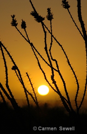 Sunset with Ocotillo Cactus