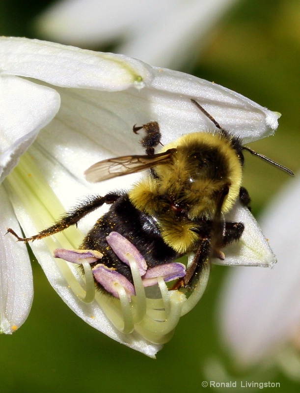 Pollinator