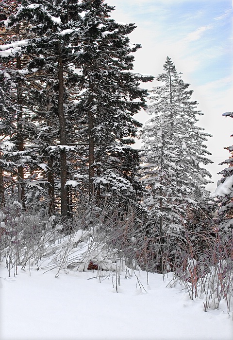 Great Smoky Mountains Snow