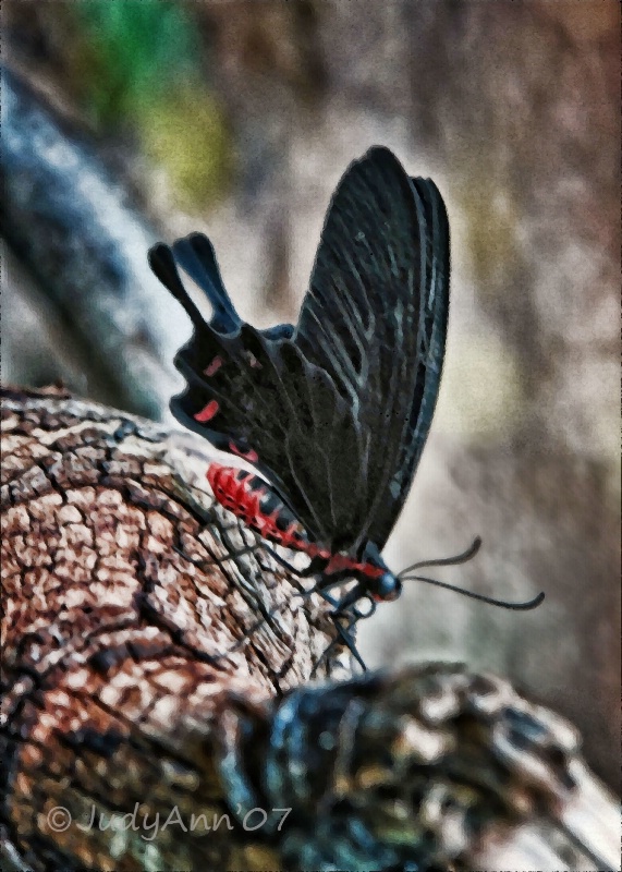 Wings of Spring