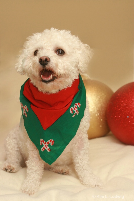 A Bichon Christmas