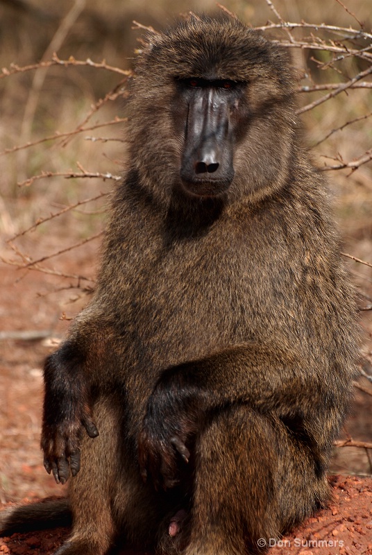 Babboon, Akagera N.P. Rwanda 2008