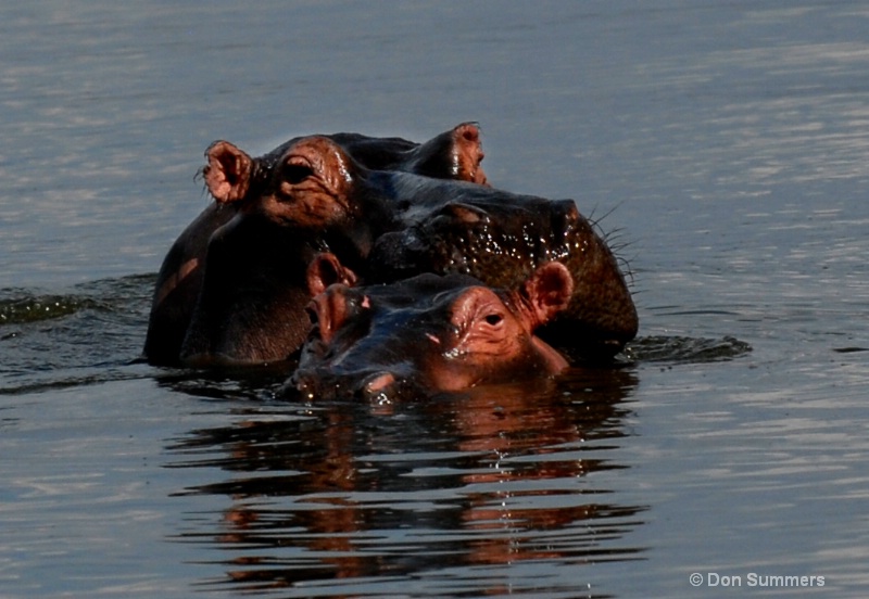 Hippos, Akagera N.P. Rwanda 2008
