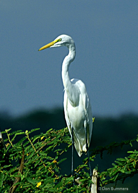 Heron, Akagera N.P. Rwanda 2008