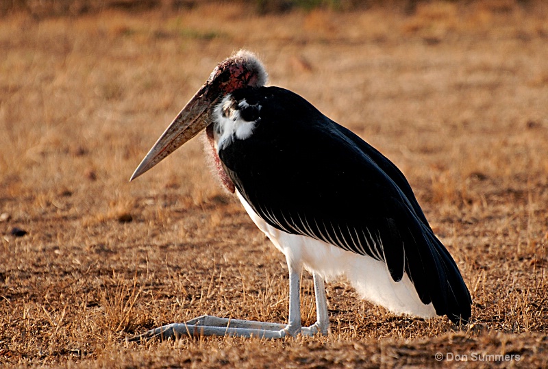 Marabou Stork, Akagera N.P. Rwanda 2008