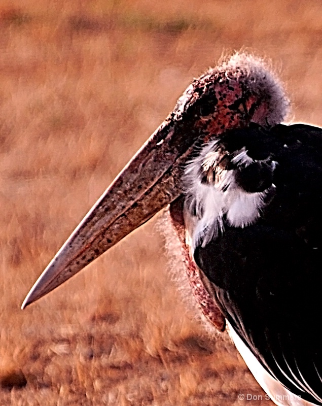 Marabou Stork, Akagera N.P. Rwanda 2008