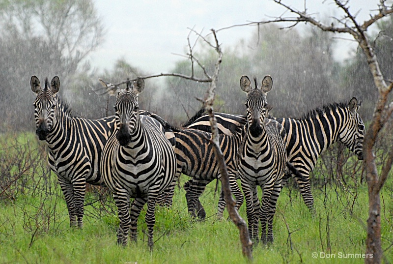 Akagera National Preserve, Rwanda 2008