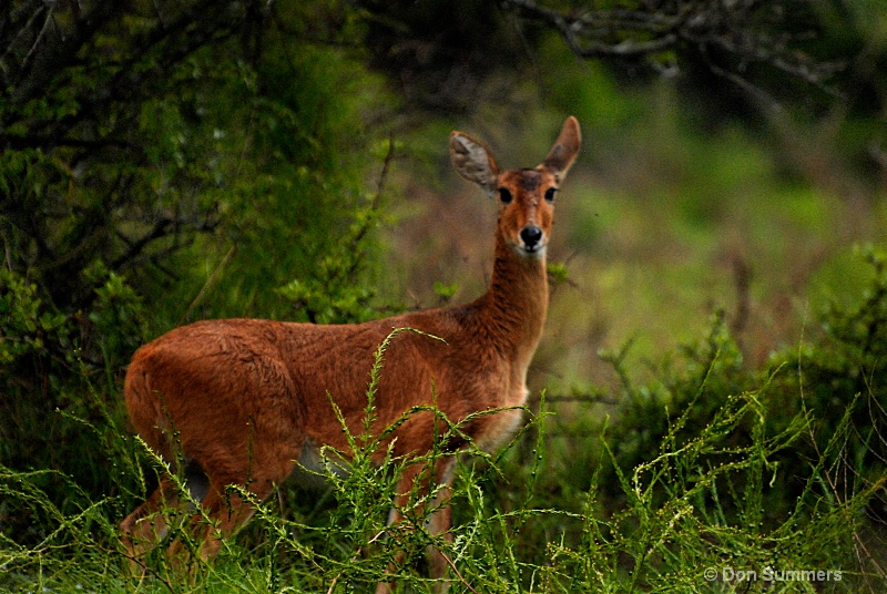 Akagera National Preserve, Rwanda 2008