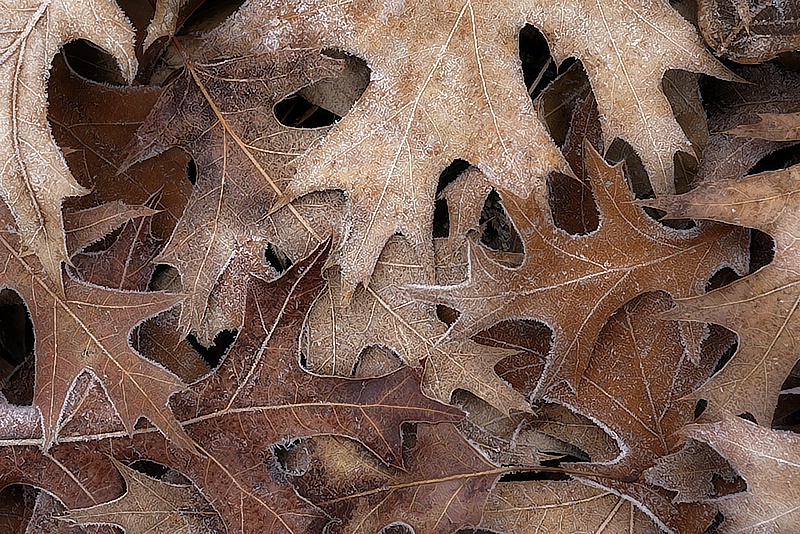 One Frosty Morning