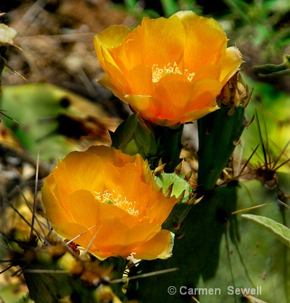 Golden Cactus Blossoms