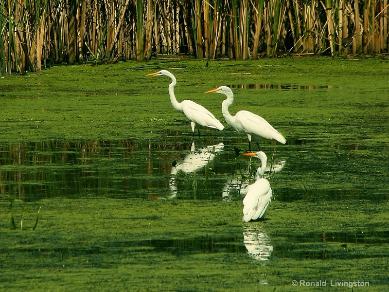 Trio of White