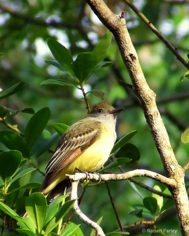 Great Crested Fly Catcher
