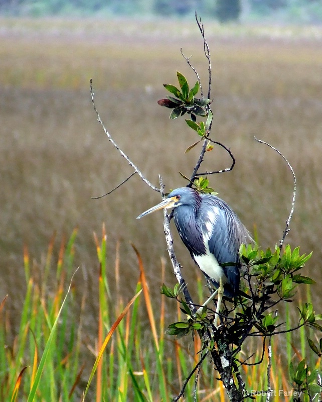 Tricolor Heron, Everglades