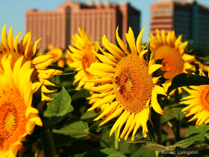 Urbane Flora