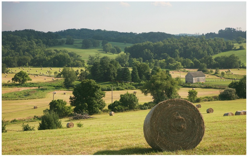 Brandywine Bales #278