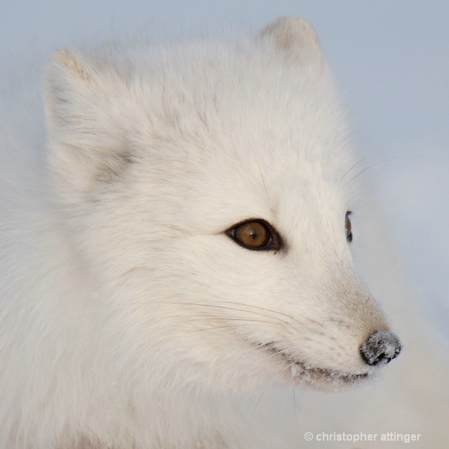 DSC_9176 - arctic fox head