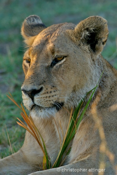 BOB_0070 - lioness head in grass