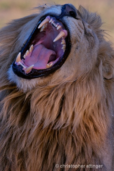 BOB_0161- lion head with thorn roaring