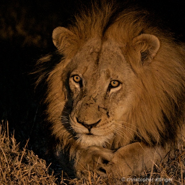 DSC_3234 - lion resting head at night