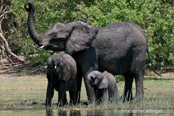 BOB_0071- elephant and 2 young calves