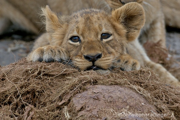 BOB_0073 -  lion cubs on elephant dung