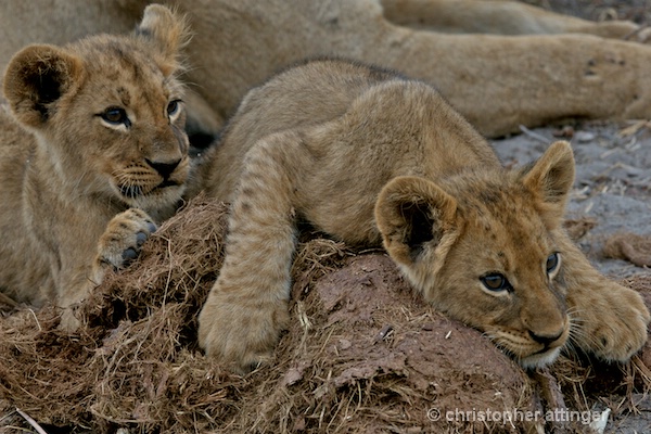 BOB_0078 - 2 lion cubs on elephant dung