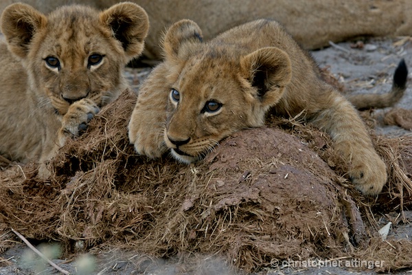 BOB_0079 - 2 lion cubs on elephant dung
