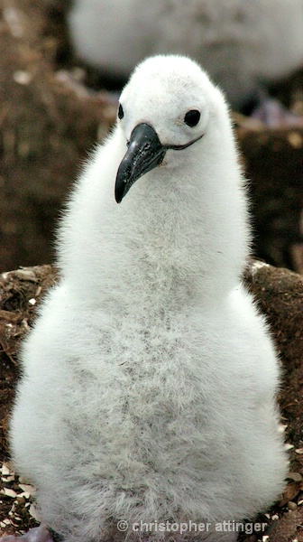 black browed albatross chick
