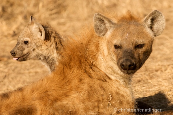 DSC_3273 - baby hyena & mom