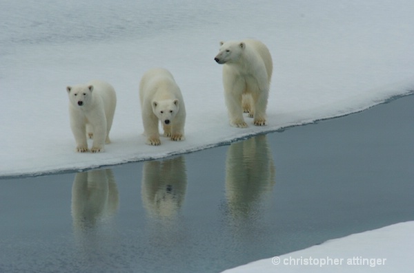 DSC_3022 -polar bear and cubs